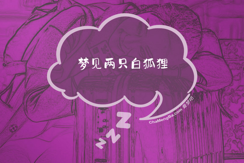 梦见两只白狐狸