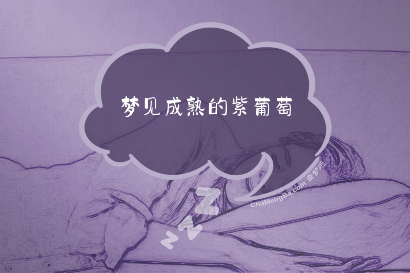 梦见成熟的紫葡萄