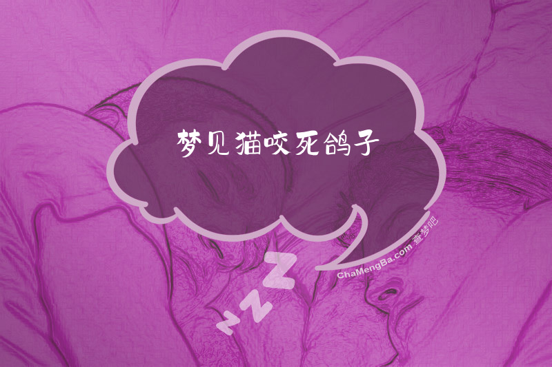 梦见猫咬死鸽子