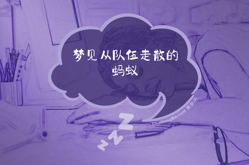 梦见从队伍走散的蚂蚁