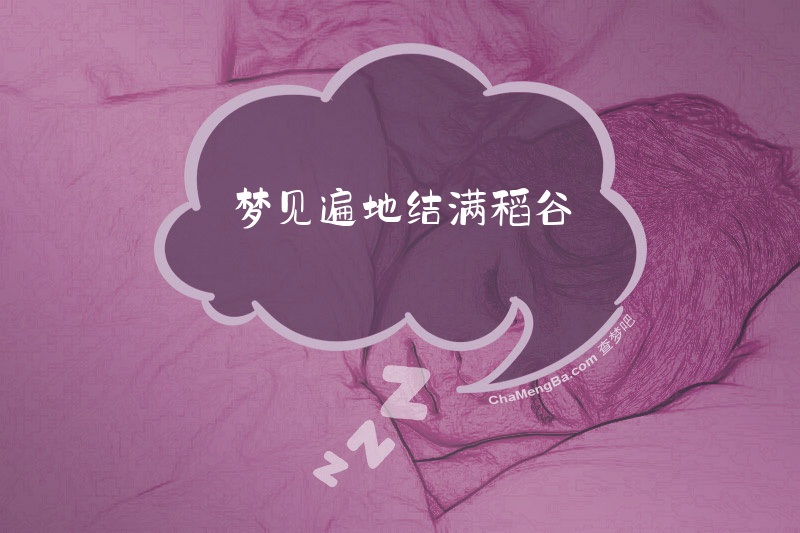 梦见遍地结满稻谷
