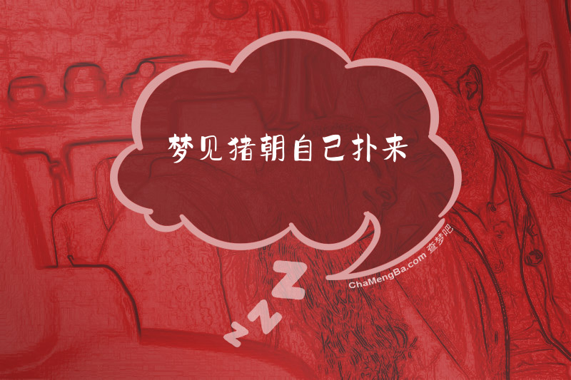 梦见猪朝自己扑来