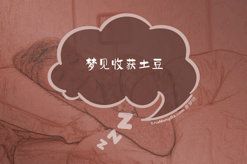 梦见收获土豆