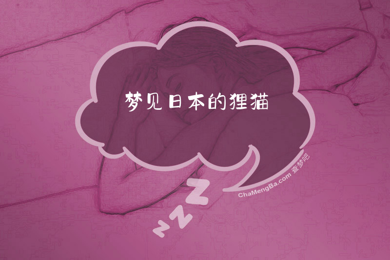 梦见日本的狸猫