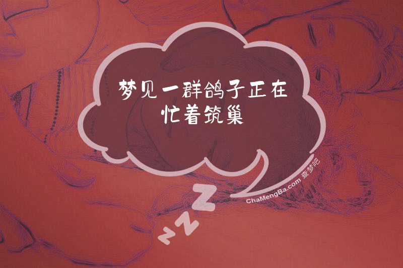 梦见一群鸽子正在忙着筑巢