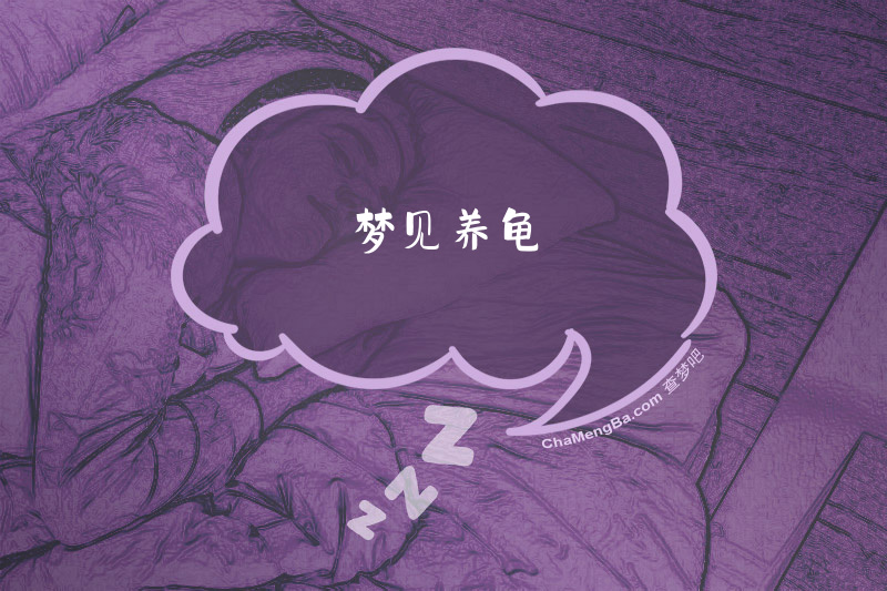 梦见养龟