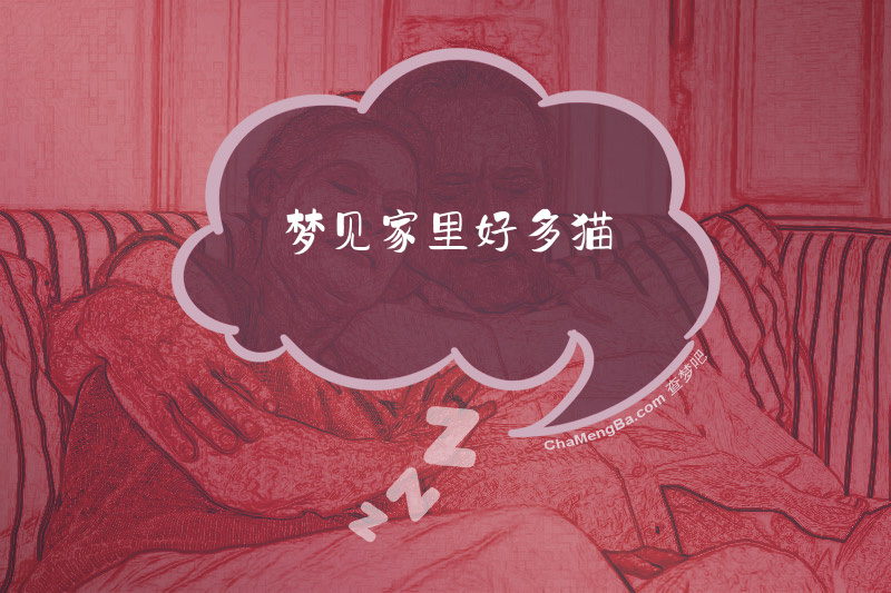 梦见家里好多猫