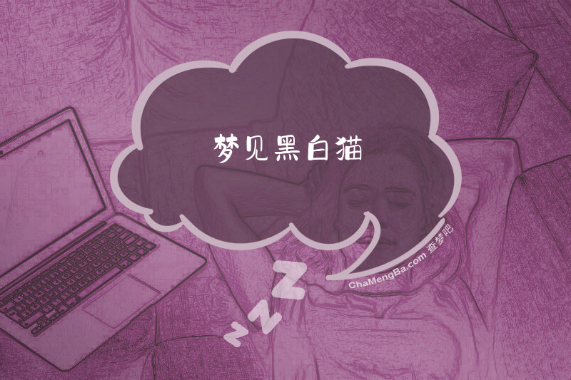梦见黑白猫