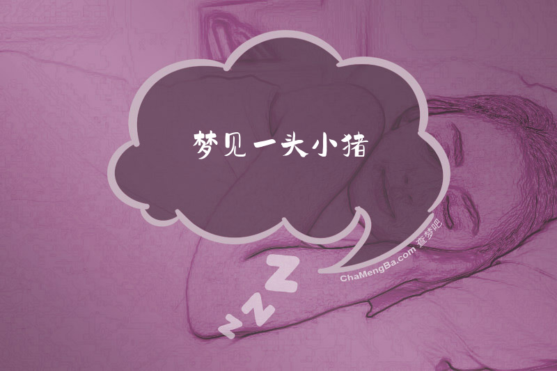 梦见一头小猪