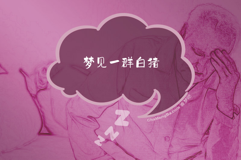 梦见一群白猪