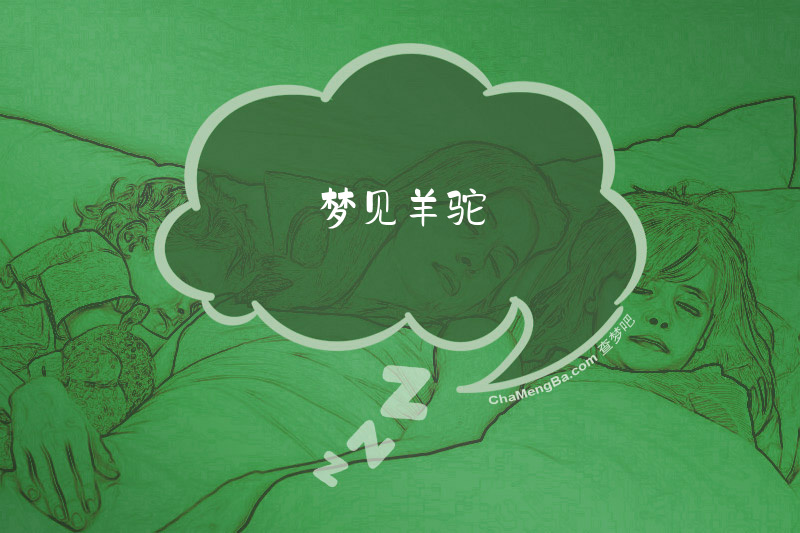 梦见羊驼