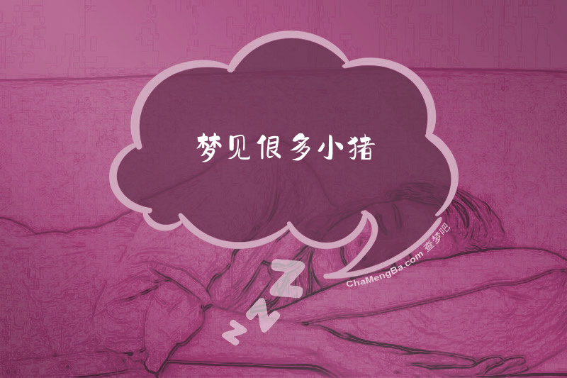 梦见很多小猪