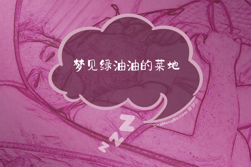 梦见绿油油的菜地