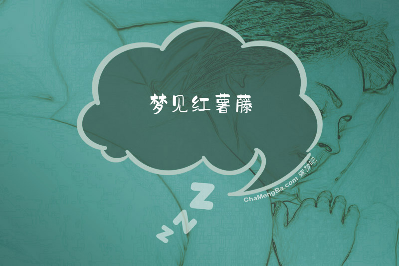 梦见红薯藤