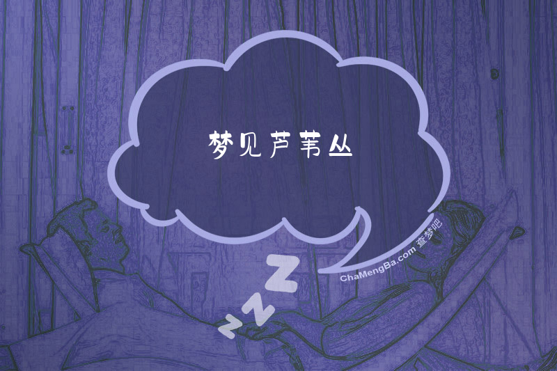 梦见芦苇丛