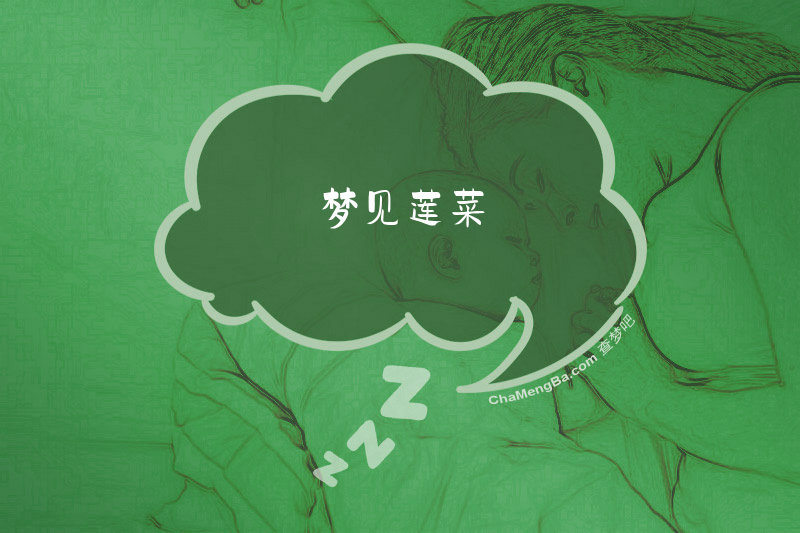 梦见莲菜