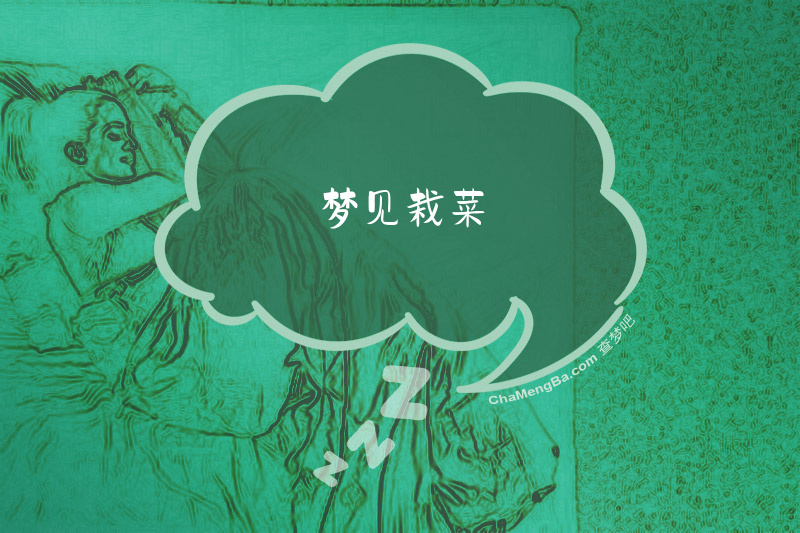 梦见栽菜