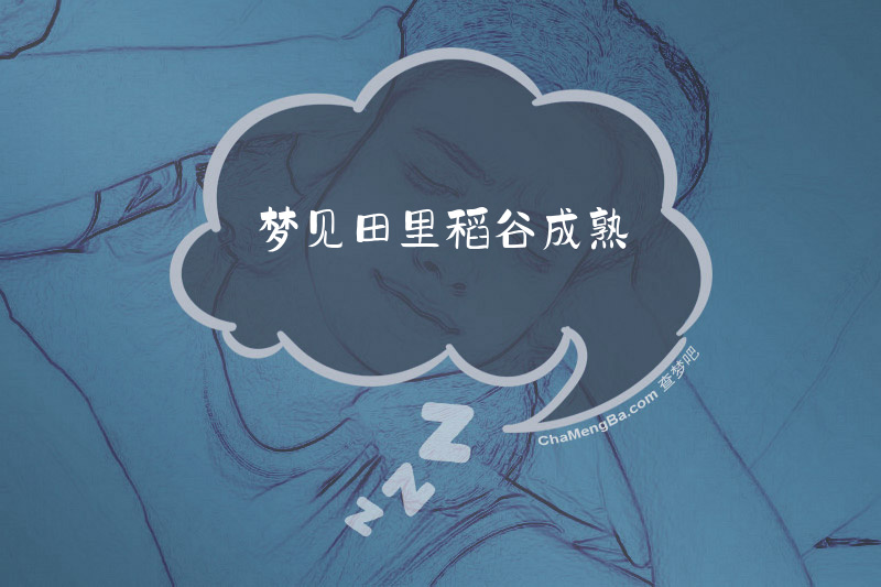 梦见田里稻谷成熟