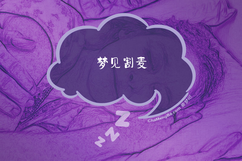 梦见割麦