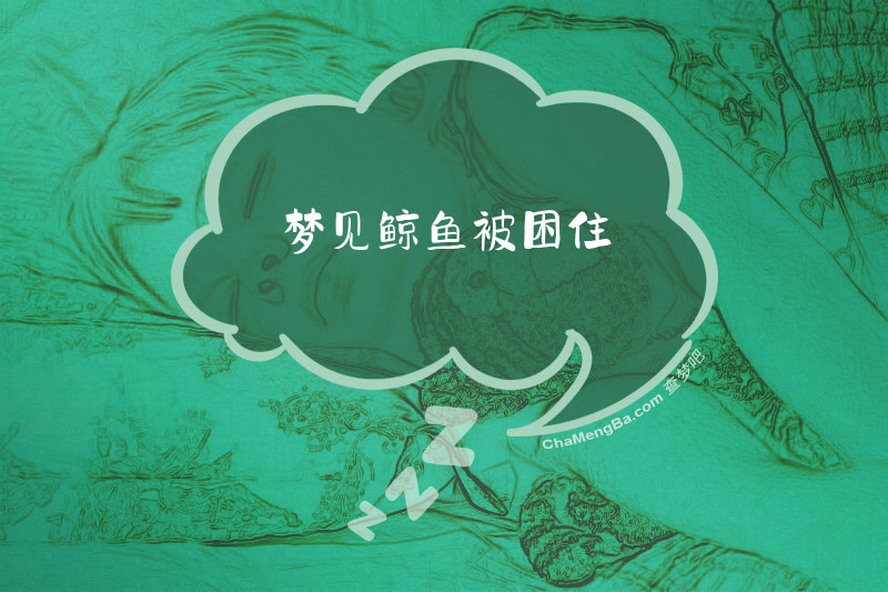 梦见鲸鱼被困住