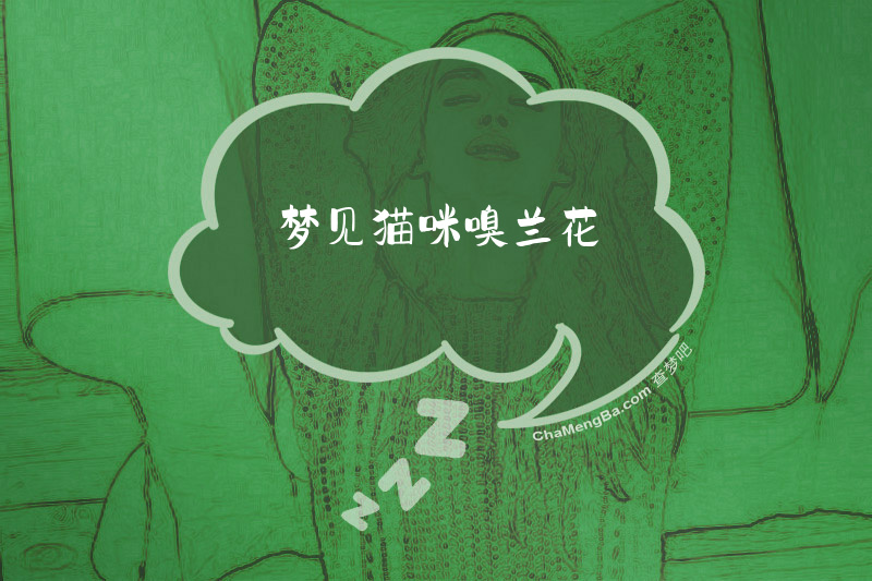 梦见猫咪嗅兰花