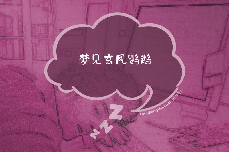 梦见玄凤鹦鹉