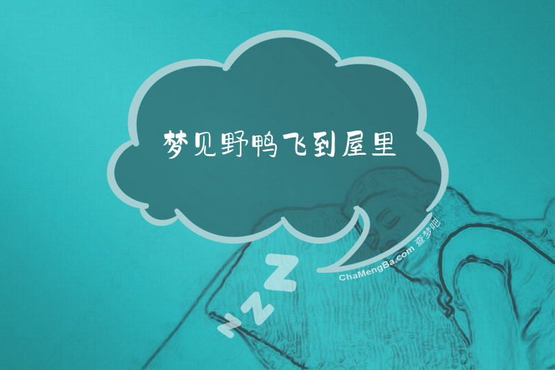 梦见野鸭飞到屋里