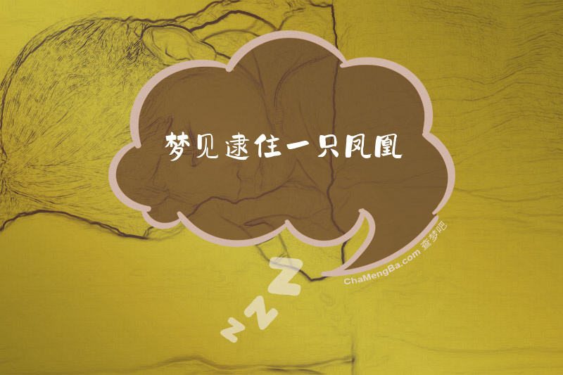 梦见逮住一只凤凰