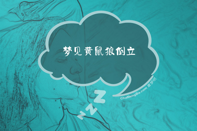 梦见黄鼠狼倒立