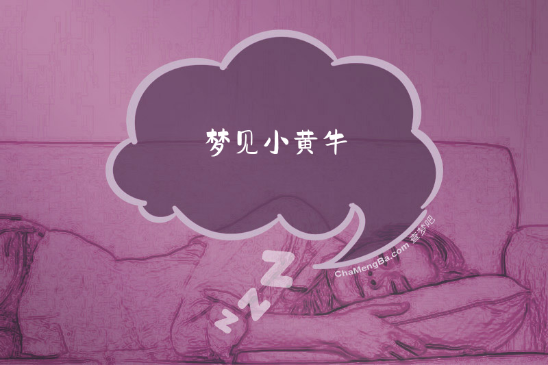 梦见小黄牛