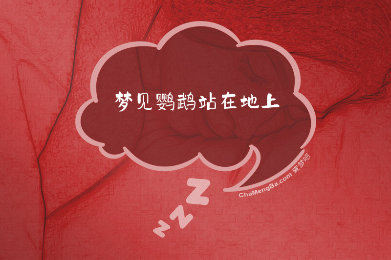 梦见鹦鹉站在地上