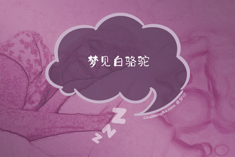 梦见白骆驼