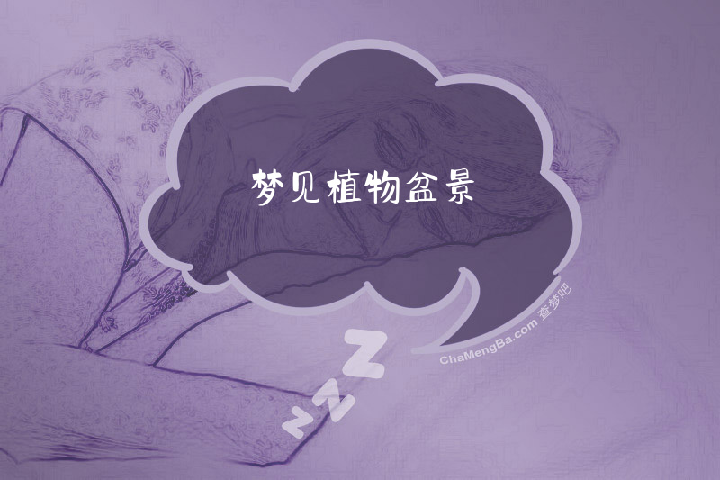 梦见植物盆景