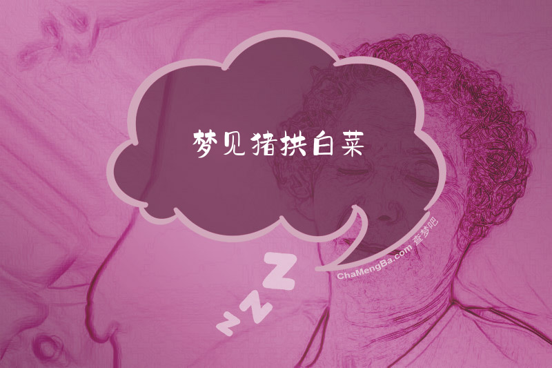 梦见猪拱白菜