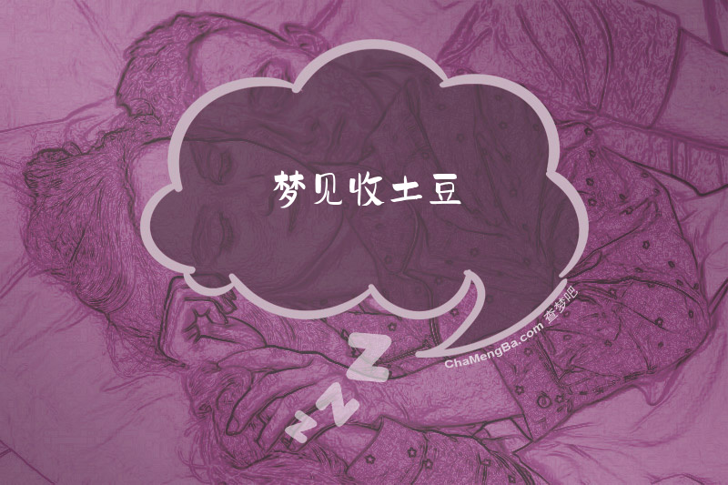 梦见收土豆