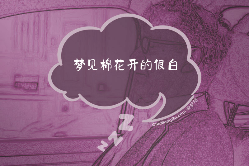 梦见棉花开的很白