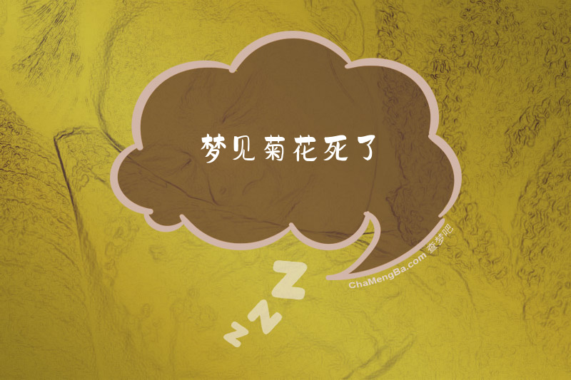 梦见菊花死了