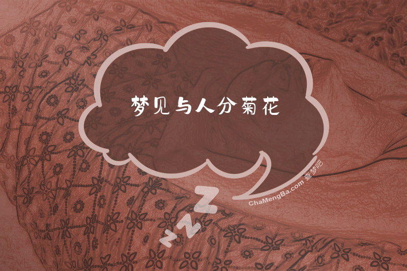 梦见与人分菊花