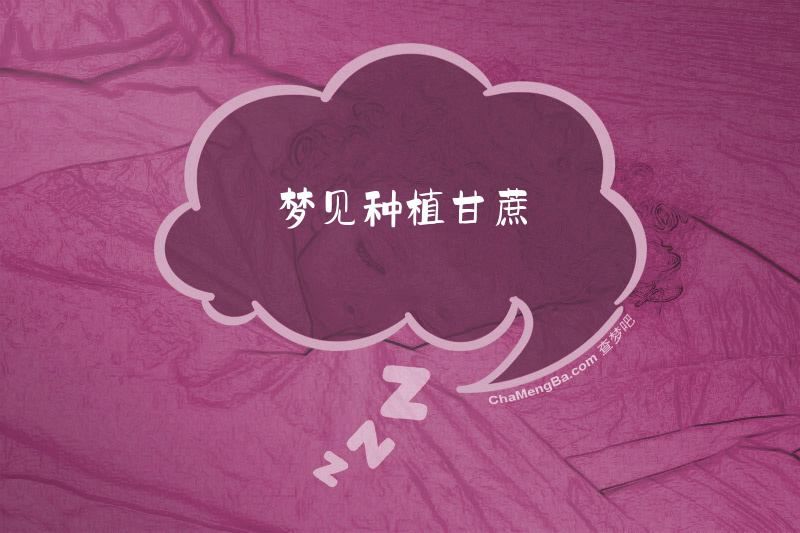 梦见种植甘蔗