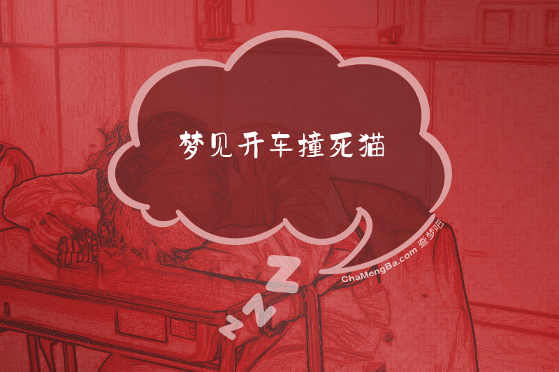 梦见开车撞死猫